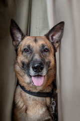 east european shepherd peeps into a tent