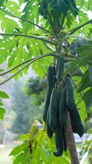 Fresh green papaya fruits hanging on the tree with green leaves.fruit for papaya salad food from Thailand.