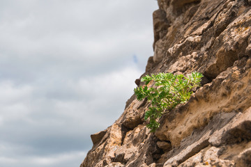 lonely plant growing on a stone wall of a tower