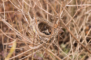 
bird nest in dry tree branches early spring