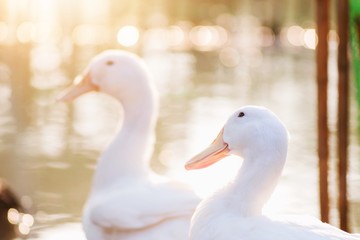 Obraz premium Portrait close up of beautiful young white duck near pond at the park in the morning with orange sun light and water blurred background.