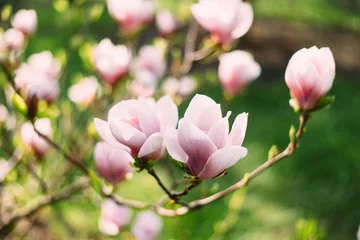 Foto op Canvas Magnolia flower © alikusya