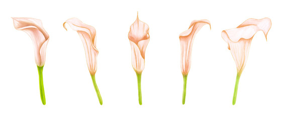 Set of hand drawing soft pink-beige zantedeschia on white background. Decorative exotic element for invitations cards, textile, print and design.