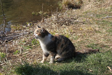 
Tricolor cat sits on green grass. Home pet breathes spring air.