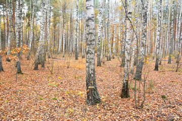 Birch trees autumn forest with golden leaves on the ground.