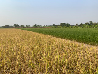 Beautiful difference color of paddy rice field, two sides of rice field with color of green and golden yellow