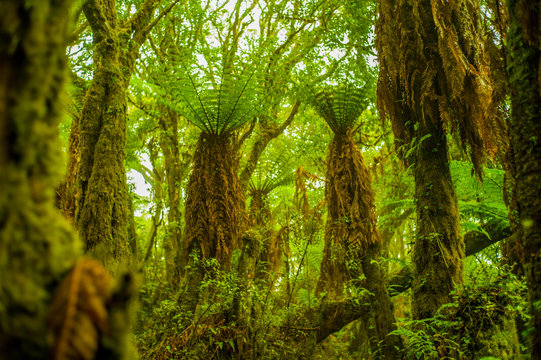 Forest of Giant Fern Trees with Green Leaves that Give Shadows Because of their Huge Magnitude in Samaipata, Santa Cruz / Bolivia