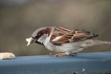 
passerine bird sits, closeup photo