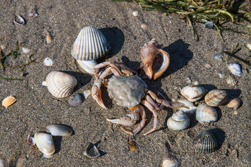 
composition of shells and crab in the sand