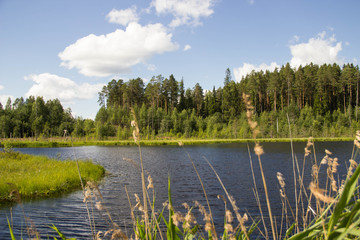 
forest lake and nature of the north of Russia