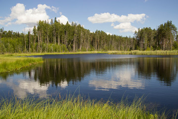 Fototapeta na wymiar forest lake and nature of the north of Russia