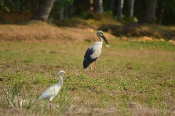 Fototapeta premium Asian open bill,ibis,bird,bird on paddy field,asian open bill on paddy field morning hunting.