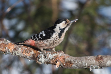 Obraz premium Thrush bird sitting on a branch