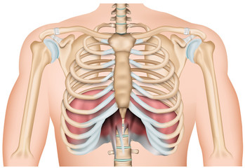 ribs with diaphragm 3d medical vector illustration isolated on white background