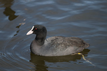 
closeup coot waterfowl in a pond