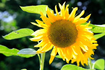 해바라기꽃
