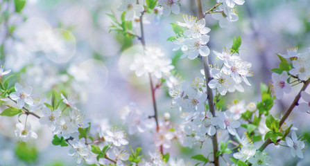 Cherry branch with beautiful background