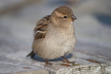 
Sparrow bird close-up on a bench