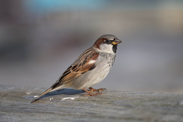 Obraz na płótnie Canvas Sparrow bird close-up on a bench