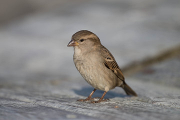 
Sparrow bird close-up on a bench