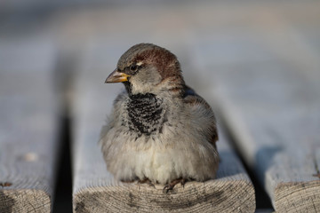 
Sparrow bird close-up on a bench
