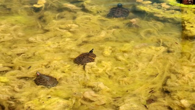 baby turtles minows and algee