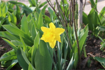 Yellow daffodil bloomed in the flowerbed on a sunny spring day