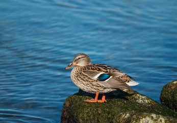 
duck sits on a stone near a pond