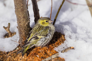 
little bird of the passerine family sits near a tree in the snow