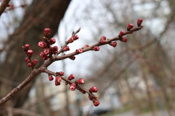 
Flower buds swollen on fruit trees in early spring