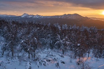 Winter forest with snow-covered fir trees high in the mountains. Dawn with bright colors on the horizon far away in the mountains. Golden clouds with the first rays of the sun.