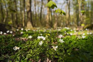 Wald Natur Outdoor Frühling Flora