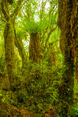 Forest of Giant Fern Trees with Green Leaves that Give Shadows Because of their Huge Magnitude in Samaipata, Santa Cruz / Bolivia