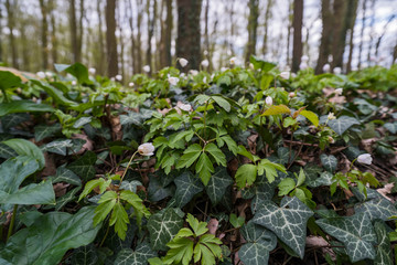 Wald Natur Outdoor Frühling Flora