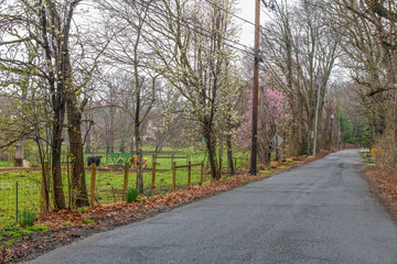 Spring Rural Road