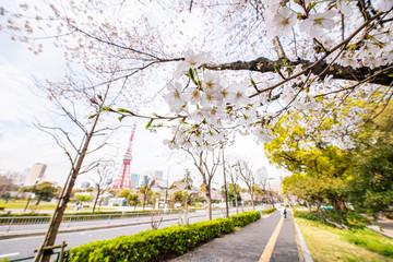 芝公園の桜と東京タワーとお寺