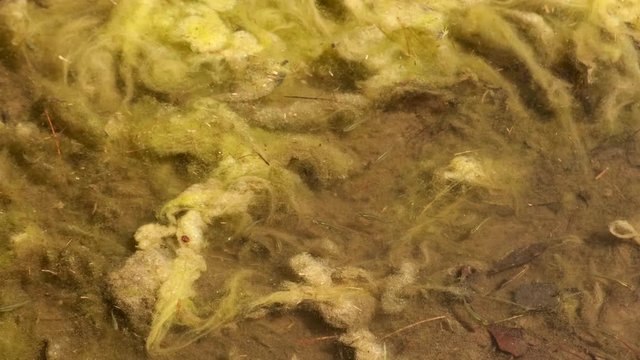 Minnows in algee safety in numbers