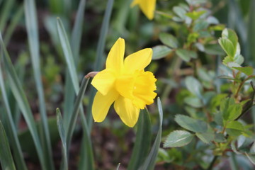 Fototapeta na wymiar Yellow daffodil bloomed in the flowerbed on a sunny spring day