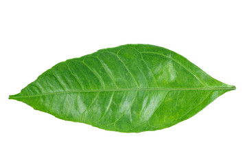 Fototapeta na wymiar Tangerine leaf isolated on white backgraund
