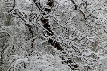 The COVID-19 corona virus pandemic, the state of emergency and the delayed, heavy snowfall on tree branches, Sofia, Bulgaria  