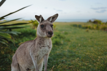 Naklejka na ściany i meble Kangaroo Australia