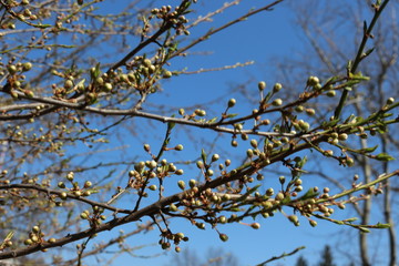 
Flower buds swollen on fruit trees in early spring