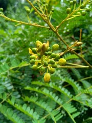 Biancaea sappan (Caesalpinia sappan L., sappanwood, secang, sepang, Indian redwood) with natural background. This plant in Indonesia is used as drink and herbal medicine.