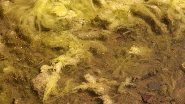 Darting minnows in algee pond