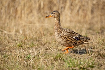 Close-up image of wet brown and black mallard duck, a female, with orange legs and beak walking on dry grass on a sunny spring day. Blurred reeds in the background.
