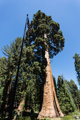 Giant Sequoia tree in Yosemite National Park, California.