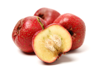 Hawthorn on a white background 