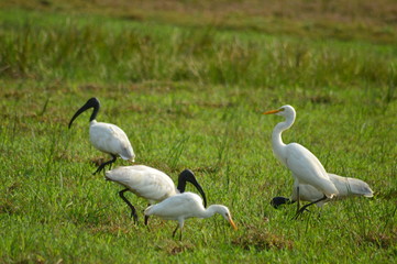 Obraz premium Birds on paddy field morning hunting time.
