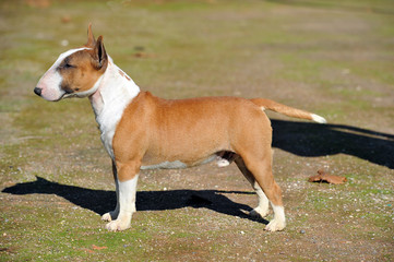 Bull Terrier Miniature brown and white color purebred dog in the park