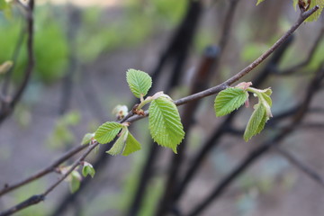  Fresh young leaves blossomed on trees in spring